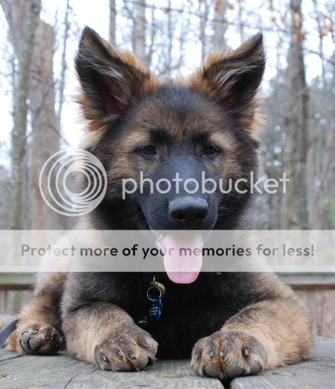 Pics of my Czech Shepherd Puppy - Toyota FJ Cruiser Forum