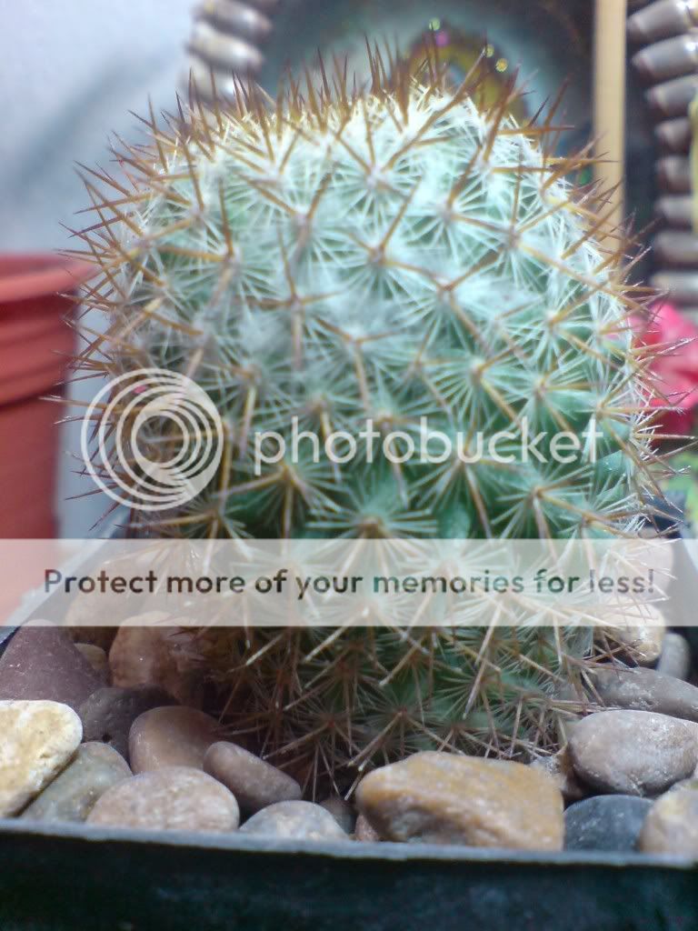 Nombres+De+Plantas+Del+Desierto Nombres De Plantas Del Desierto http://www.infojardin.com/foro ...